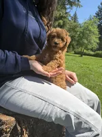 Miniature Goldendoodle , a female Miniature Goldendoodle for sale in Yacolt, WA – 4 of 4