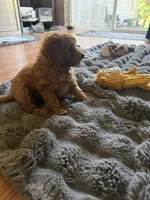 Miniature Goldendoodle , a female Miniature Goldendoodle for sale in Yacolt, WA – 3 of 4