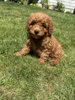 Miniature Goldendoodle , a female Miniature Goldendoodle for sale in Yacolt, WA – 1 of 4