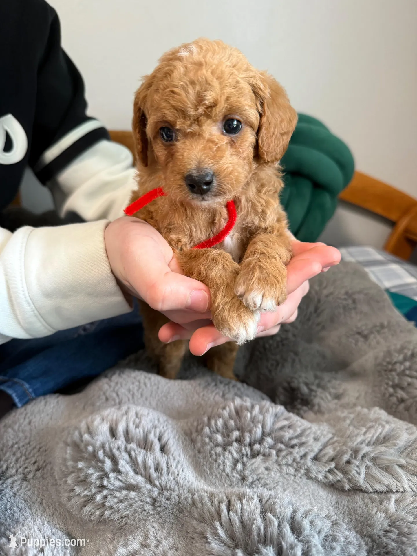 Multigene mini goldendoodle, a male Miniature Goldendoodle for sale in Yacolt, WA – Photo 3 of 10