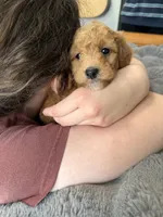 Multigene mini goldendoodle, a male Miniature Goldendoodle for sale in Yacolt, WA – Photo 8 of 10