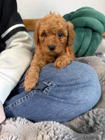 Multigene mini goldendoodle, a male Miniature Goldendoodle for sale in Yacolt, WA – Photo 10 of 10