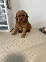 Multigene mini goldendoodle, a male Miniature Goldendoodle for sale in Yacolt, WA – Photo 2 of 10