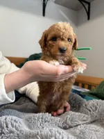 Multigene mini goldendoodle, a male Miniature Goldendoodle for sale in Yacolt, WA – Photo 4 of 10