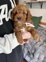 Multigene mini goldendoodle, a male Miniature Goldendoodle for sale in Yacolt, WA – Photo 5 of 10