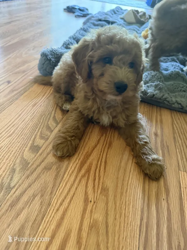Multigene mini goldendoodle – Miniature Goldendoodle puppy for sale in Yacolt, WA