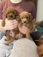 Multigene mini goldendoodle, a male Miniature Goldendoodle for sale in Yacolt, WA – Photo 7 of 10