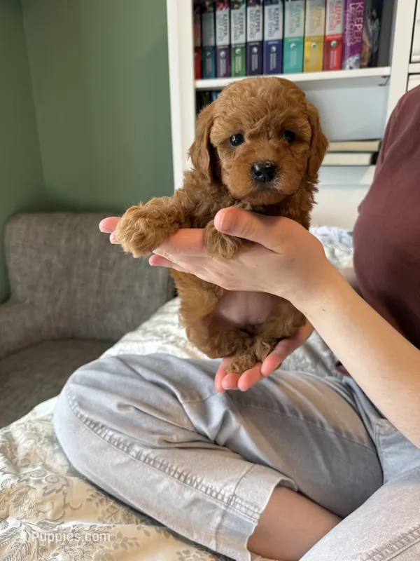 Multigene mini goldendoodle – Miniature Goldendoodle puppy for sale in Yacolt, WA