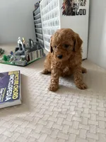 Multigene mini goldendoodle, a male Miniature Goldendoodle for sale in Yacolt, WA – Photo 6 of 10