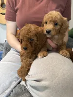 Multigene mini goldendoodle, a male Miniature Goldendoodle for sale in Yacolt, WA – Photo 9 of 10