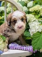 BELLA LIBERTY, a female Bernedoodle for sale in Oldtown, MD – 2 of 9