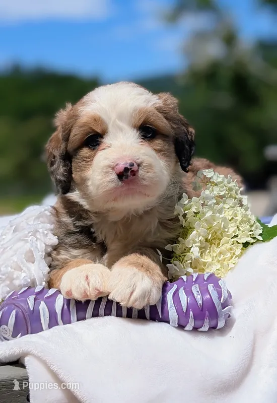 BELLA LIBERTY – Bernedoodle puppy for sale in Oldtown, MD
