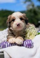 BELLA LIBERTY, a female Bernedoodle for sale in Oldtown, MD – 1 of 9
