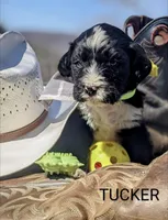 TUCKER RESERVED, a male Bernedoodle for sale in Oldtown, MD – Photo 6 of 8