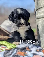 TUCKER RESERVED, a male Bernedoodle for sale in Oldtown, MD – Photo 5 of 8