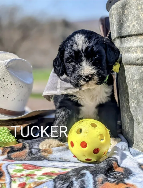 TUCKER RESERVED, a male Bernedoodle for sale in Oldtown, MD – Photo 1 of 8