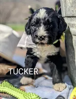 TUCKER RESERVED, a male Bernedoodle for sale in Oldtown, MD – Photo 4 of 8