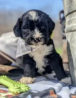 TUCKER RESERVED, a male Bernedoodle for sale in Oldtown, MD – Photo 3 of 8