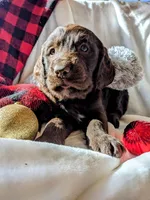 COCOA REESE, a male Labradoodle for sale in Oldtown, MD – Photo 1 of 9
