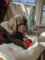 COCOA REESE, a male Labradoodle for sale in Oldtown, MD – Photo 5 of 9