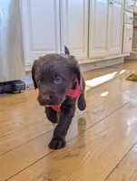COCOA REESE, a male Labradoodle for sale in Oldtown, MD – Photo 8 of 9