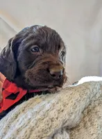 COCOA REESE, a male Labradoodle for sale in Oldtown, MD – Photo 3 of 9