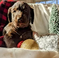 COCOA REESE, a male Labradoodle for sale in Oldtown, MD – Photo 2 of 9