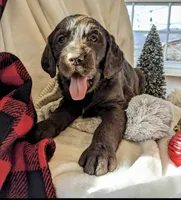 COCOA REESE, a male Labradoodle for sale in Oldtown, MD – Photo 4 of 9