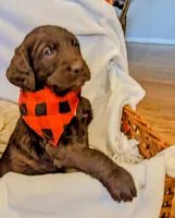 COCOA REESE, a male Labradoodle for sale in Oldtown, MD – Photo 6 of 9