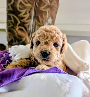Bella Jewel, a female Cavapoo and Poodle - Miniature  for sale in Oldtown, MD – Photo 9 of 10
