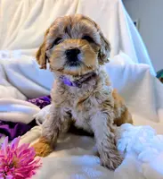 Bella Jewel, a female Cavapoo and Poodle - Miniature  for sale in Oldtown, MD – Photo 1 of 10