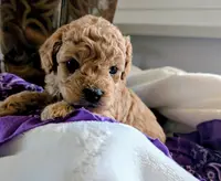 Bella Jewel, a female Cavapoo and Poodle - Miniature  for sale in Oldtown, MD – Photo 5 of 10