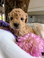 Bella Jewel, a female Cavapoo and Poodle - Miniature  for sale in Oldtown, MD – Photo 6 of 10