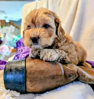 Bella Jewel, a female Cavapoo and Poodle - Miniature  for sale in Oldtown, MD – Photo 2 of 10