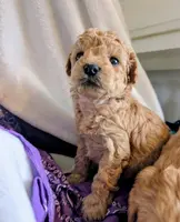 Bella Jewel, a female Cavapoo and Poodle - Miniature  for sale in Oldtown, MD – Photo 7 of 10