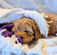 Bella Jewel, a female Cavapoo and Poodle - Miniature  for sale in Oldtown, MD – Photo 3 of 10