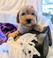 Bella Jewel, a female Cavapoo and Poodle - Miniature  for sale in Oldtown, MD – Photo 4 of 10