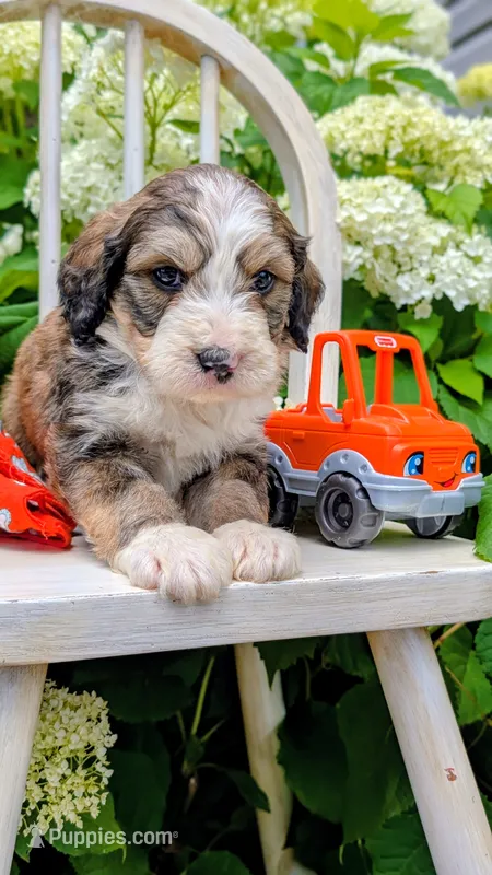 Teddy – Bernedoodle puppy for sale in Oldtown, MD