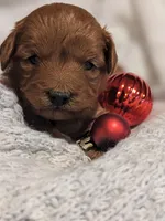 Baileigh, a female Cavapoo and Poodle - Miniature  for sale in Oldtown, MD – Photo 5 of 10