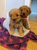 Baileigh, a female Cavapoo and Poodle - Miniature  for sale in Oldtown, MD – Photo 10 of 10