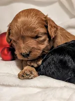 Baileigh, a female Cavapoo and Poodle - Miniature  for sale in Oldtown, MD – Photo 7 of 10