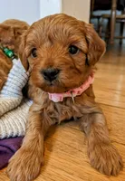 Baileigh, a female Cavapoo and Poodle - Miniature  for sale in Oldtown, MD – Photo 1 of 10