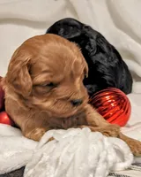Baileigh, a female Cavapoo and Poodle - Miniature  for sale in Oldtown, MD – Photo 4 of 10