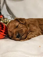 Baileigh, a female Cavapoo and Poodle - Miniature  for sale in Oldtown, MD – Photo 6 of 10