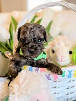 SMOKEY, a male Cavapoo and Poodle - Miniature  for sale in Oldtown, MD – Photo 2 of 4