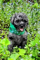 SMOKEY, a male Cavapoo and Poodle - Miniature  for sale in Oldtown, MD – Photo 4 of 4