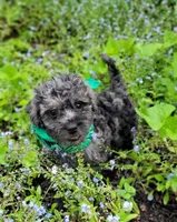 SMOKEY, a male Cavapoo and Poodle - Miniature  for sale in Oldtown, MD – Photo 3 of 4