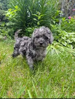SMOKEY, a male Cavapoo and Poodle - Miniature  for sale in Oldtown, MD – Photo 1 of 4