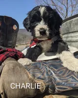 CHARLIE RESERVED, a male Bernedoodle for sale in Oldtown, MD – Photo 3 of 7