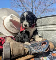 CHARLIE RESERVED, a male Bernedoodle for sale in Oldtown, MD – Photo 2 of 7